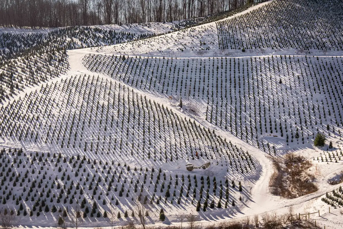 Aerial view of a Christmas tree farm where planted rows follow the contour of the slope under snow