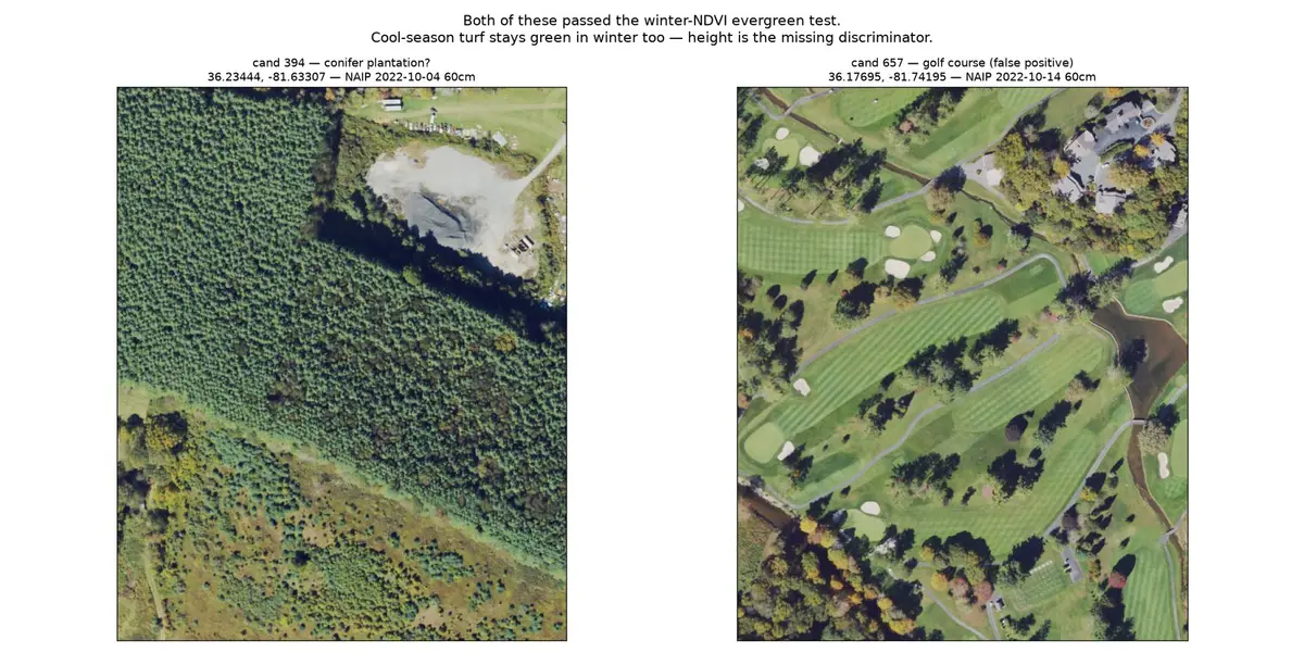 Two aerial images side by side: a dense conifer plantation with visible planted rows, and a golf course with fairways, bunkers and cart paths