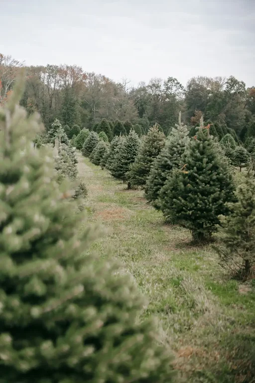 Rows of young Christmas trees on a hillside with bare deciduous forest behind and grass growing between the planted rows