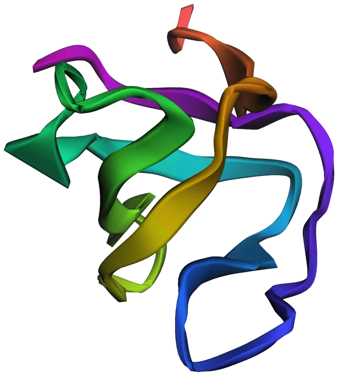 Ribbon rendering of the SH3 domain of human Fyn tyrosine kinase. Five beta
            strands, drawn as flat arrows, pack into a barrel, joined by loops. Colour
            runs blue to red from the N terminus to the C terminus.
